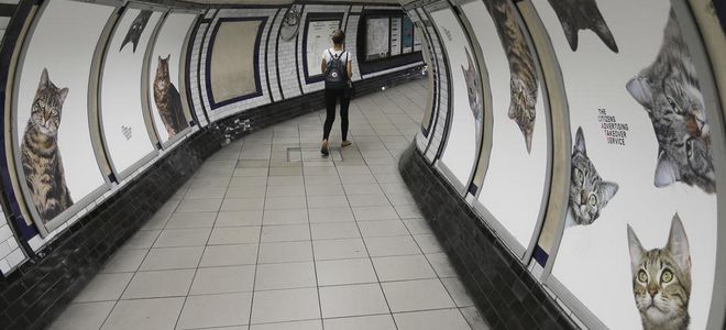 Una campaña de crowdfounding cambia la publicidad por gatos en una estación del metro de Londres