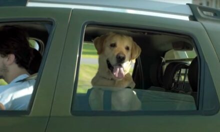 Renault Argentina desarrolla la campaña Pet Friendly a favor de las mascotas