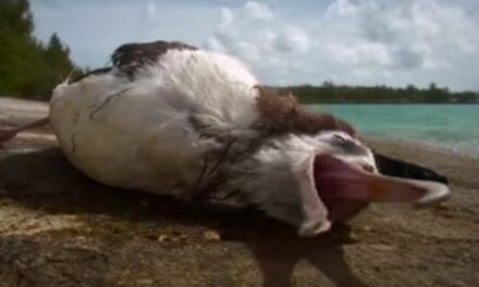 «Islas Basura», la original campaña para proteger el norte del Pacífico