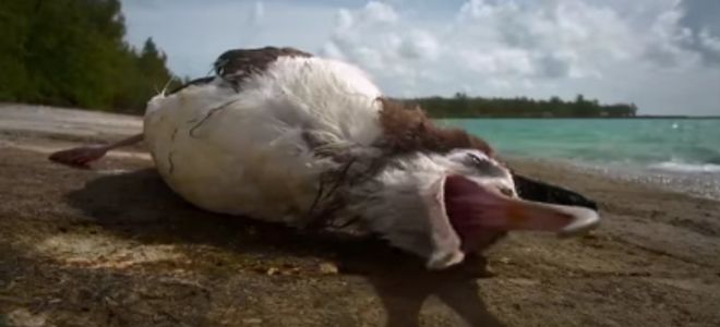 «Islas Basura», la original campaña para proteger el norte del Pacífico