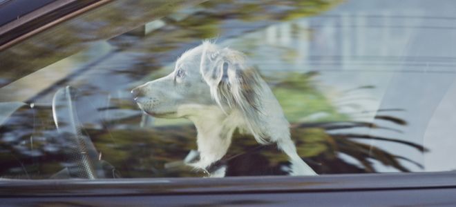 «El legado de Strelka», homenaje de Audi a la primera heroína espacial soviética