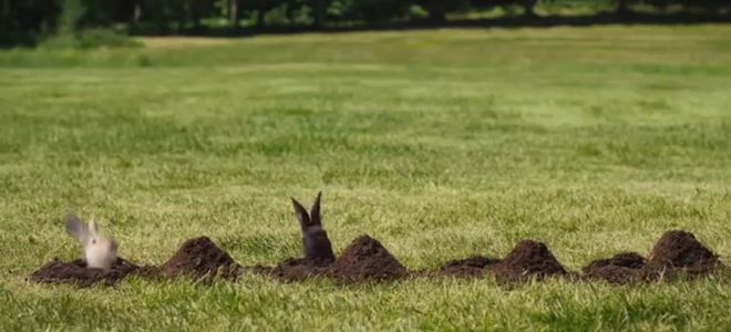 Conejos, la viva estampa de la felicidad de este original spot sueco